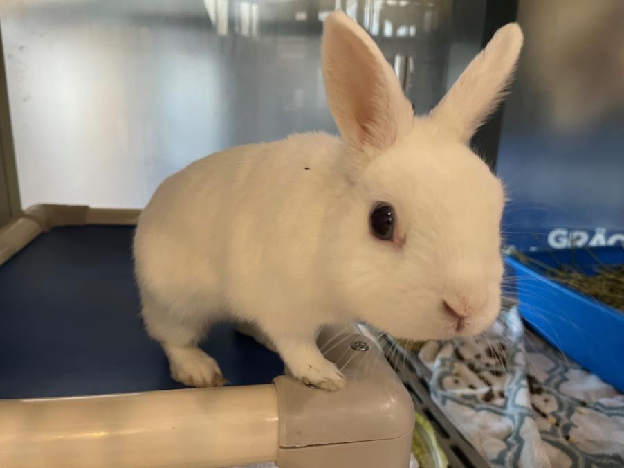 JOHNNY DANGER, Adoptable, Adult Male Bunny Rabbit.