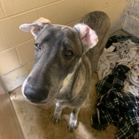 Enlarge Rodeo, a Adoptable mixed breed in Waldorf, MD image 1/3