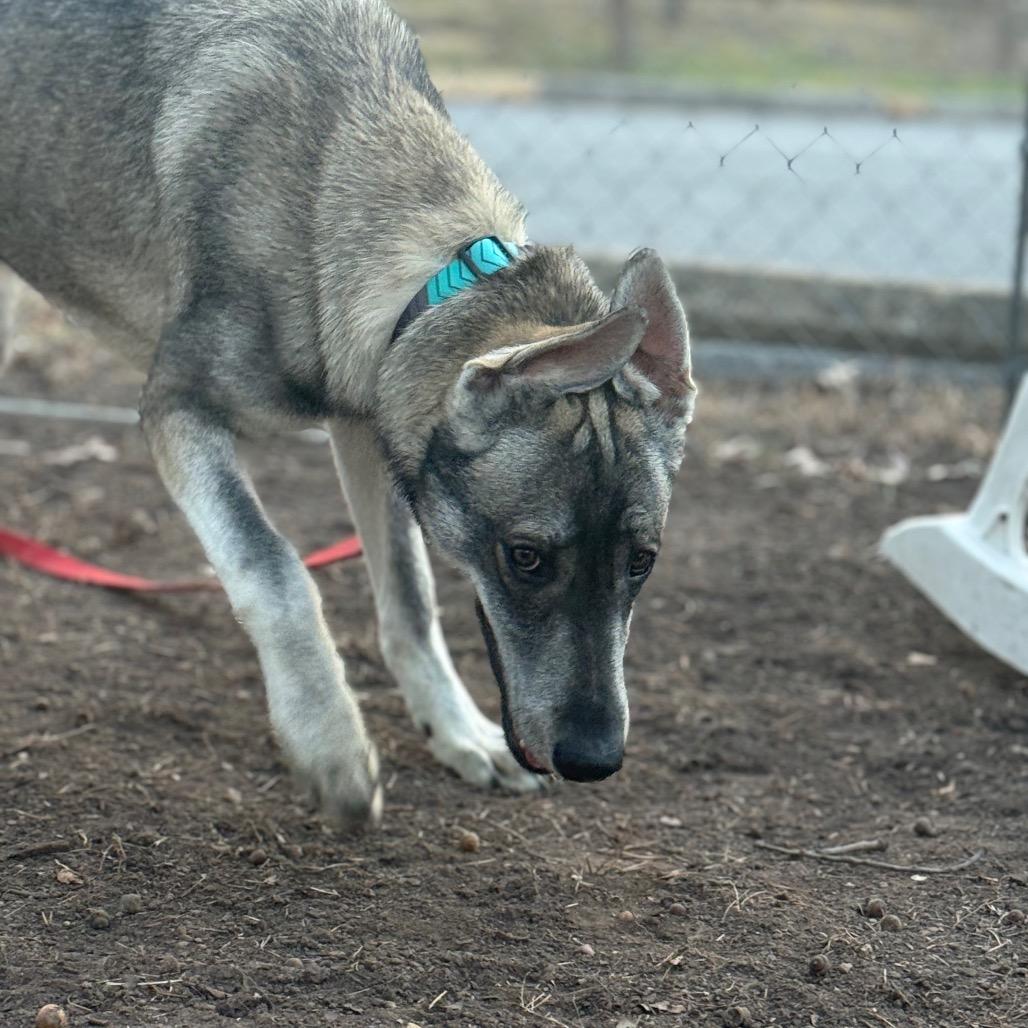 Enlarge Rodeo, a Adoptable mixed breed in Waldorf, MD image 2/3