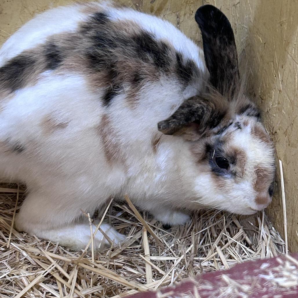 Jalapeno, Adoptable, Baby Male New Zealand & American.
