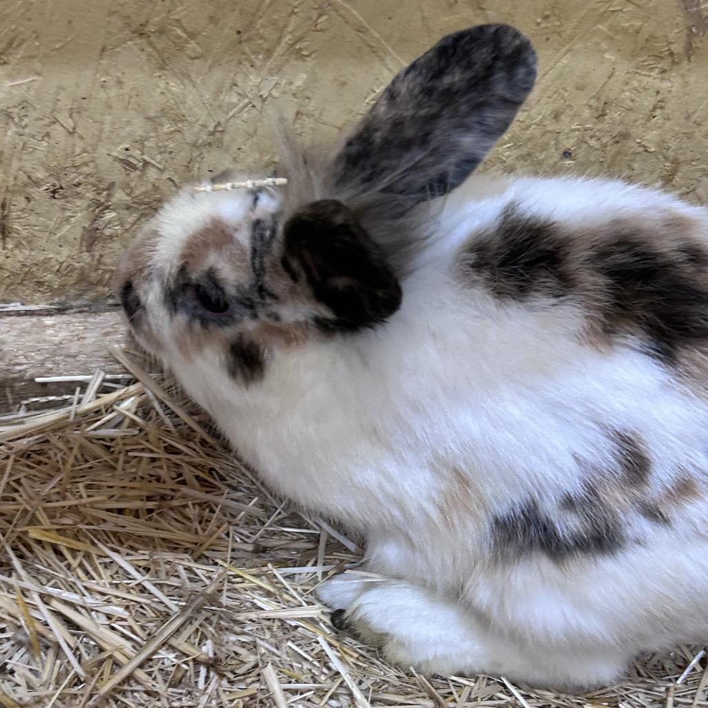 Enlarge Jalapeno, a Adoptable mixed breed in Nampa, ID image 3/3