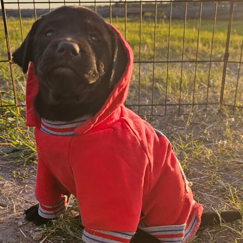 Artemis, Adoptable, Puppy Female Doberman Pinscher.