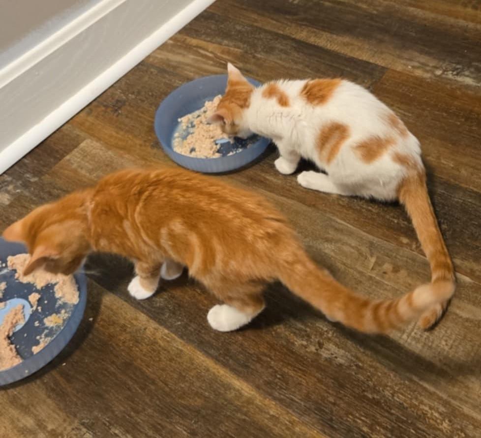 Enlarge Saturday, an adoptable Domestic Short Hair in Overland Park, KS image 3/5