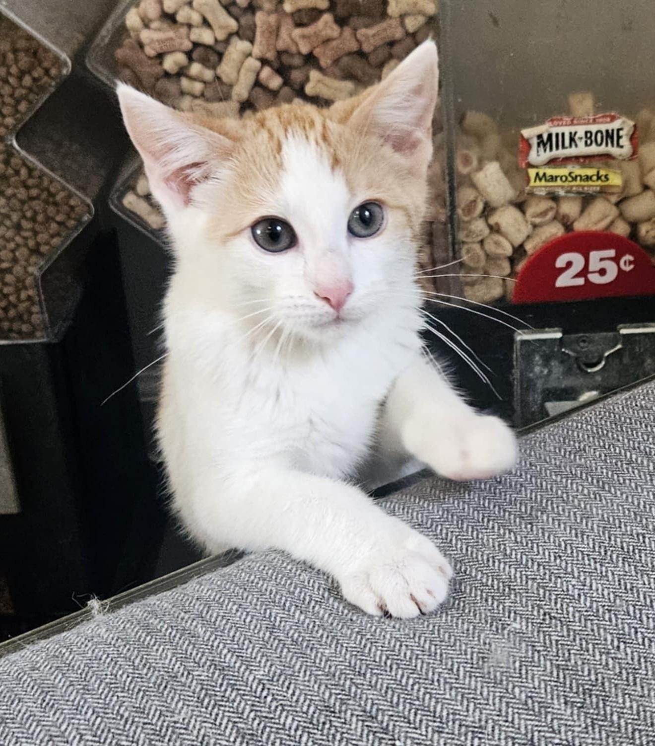 Enlarge Saturday, an adoptable Domestic Short Hair in Overland Park, KS image 2/5