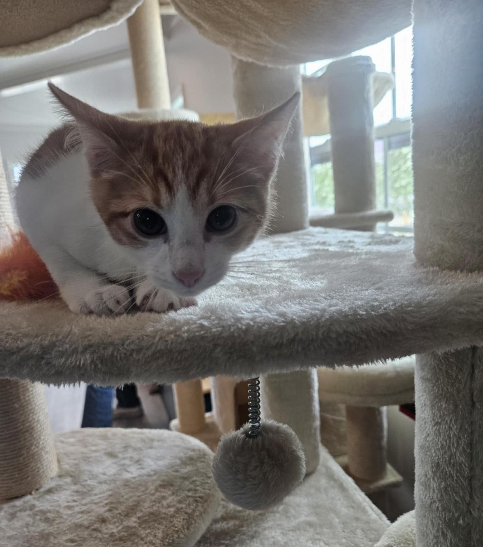 Enlarge Saturday, an adoptable Domestic Short Hair in Overland Park, KS image 5/5