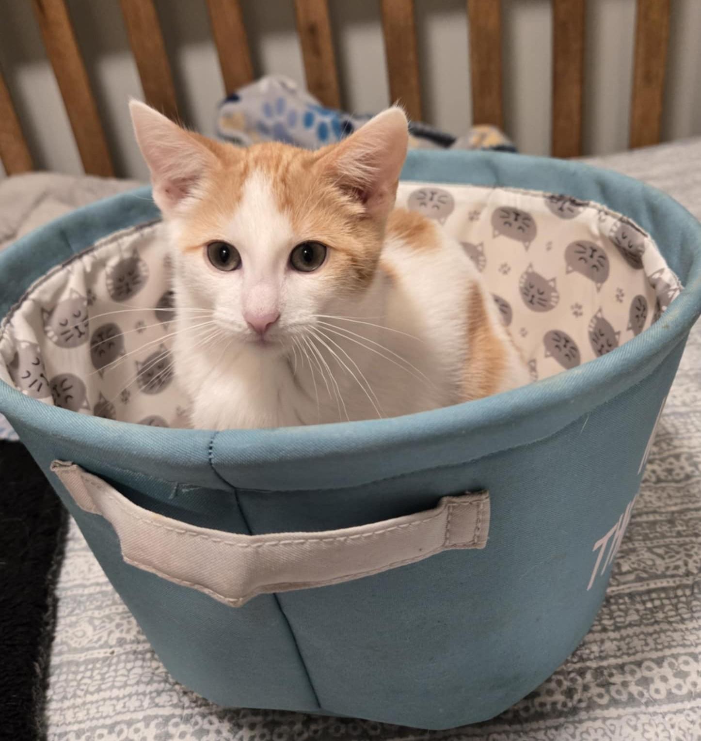 Enlarge Saturday, an adoptable Domestic Short Hair in Overland Park, KS image 4/5