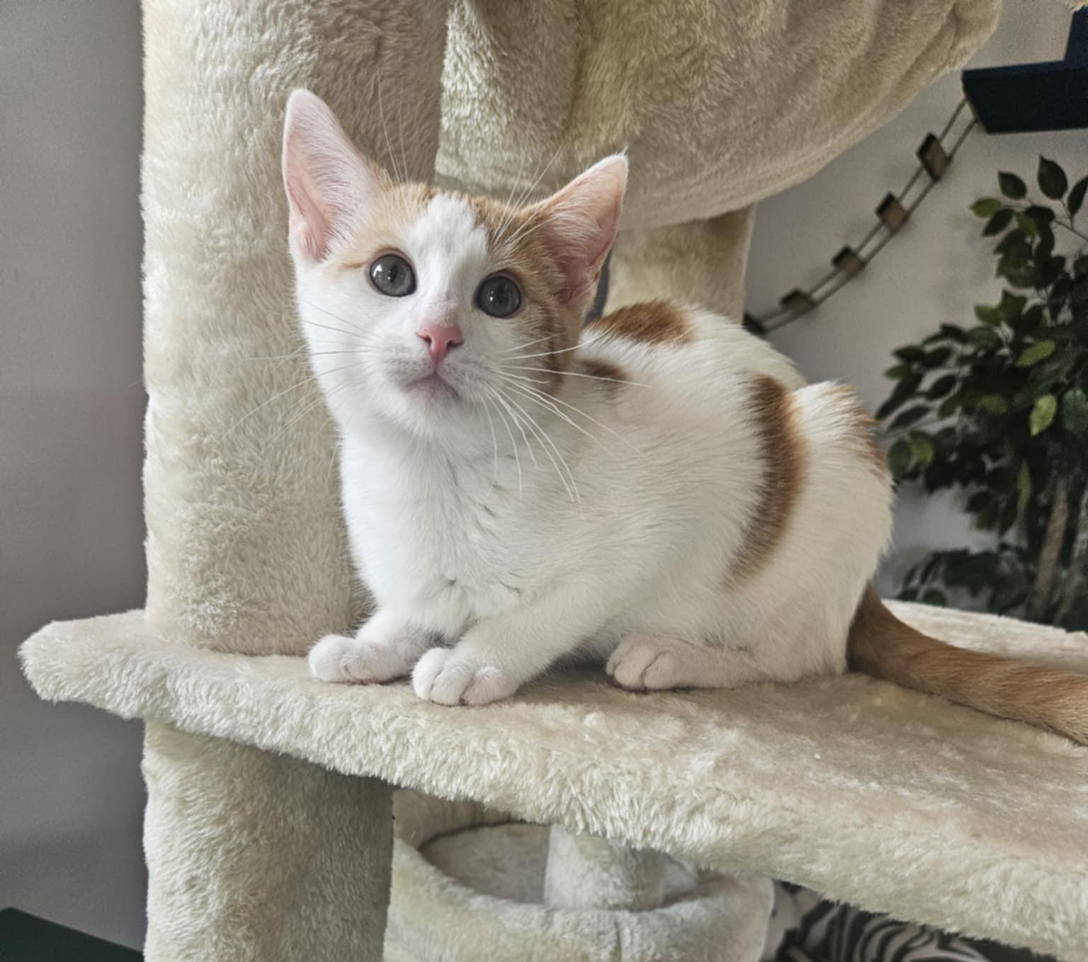 Enlarge Saturday, an adoptable Domestic Short Hair in Overland Park, KS image 1/5