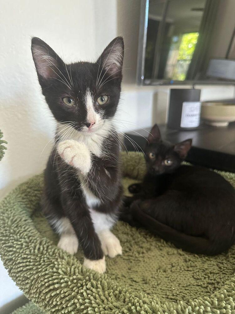 Fred, Adoptable, Kitten Male Domestic Short Hair.