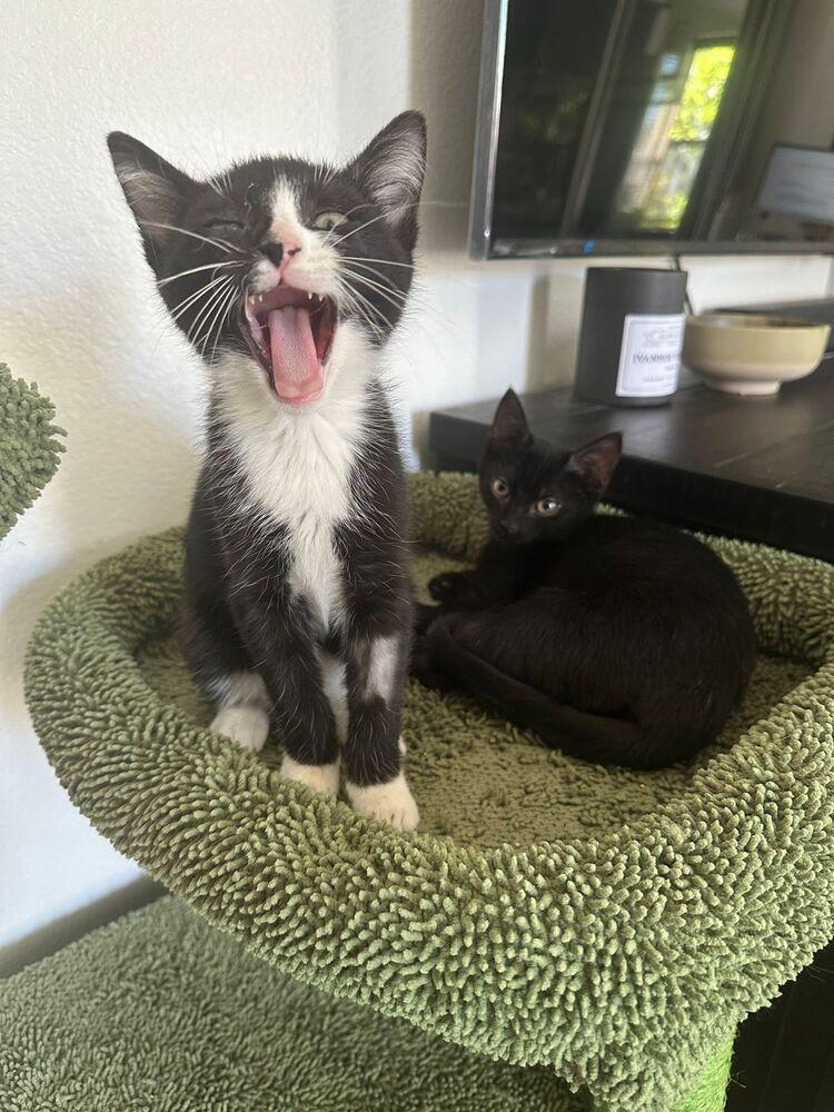 Enlarge Fred, a Adoptable Domestic Short Hair in Orlando, FL image 2/5