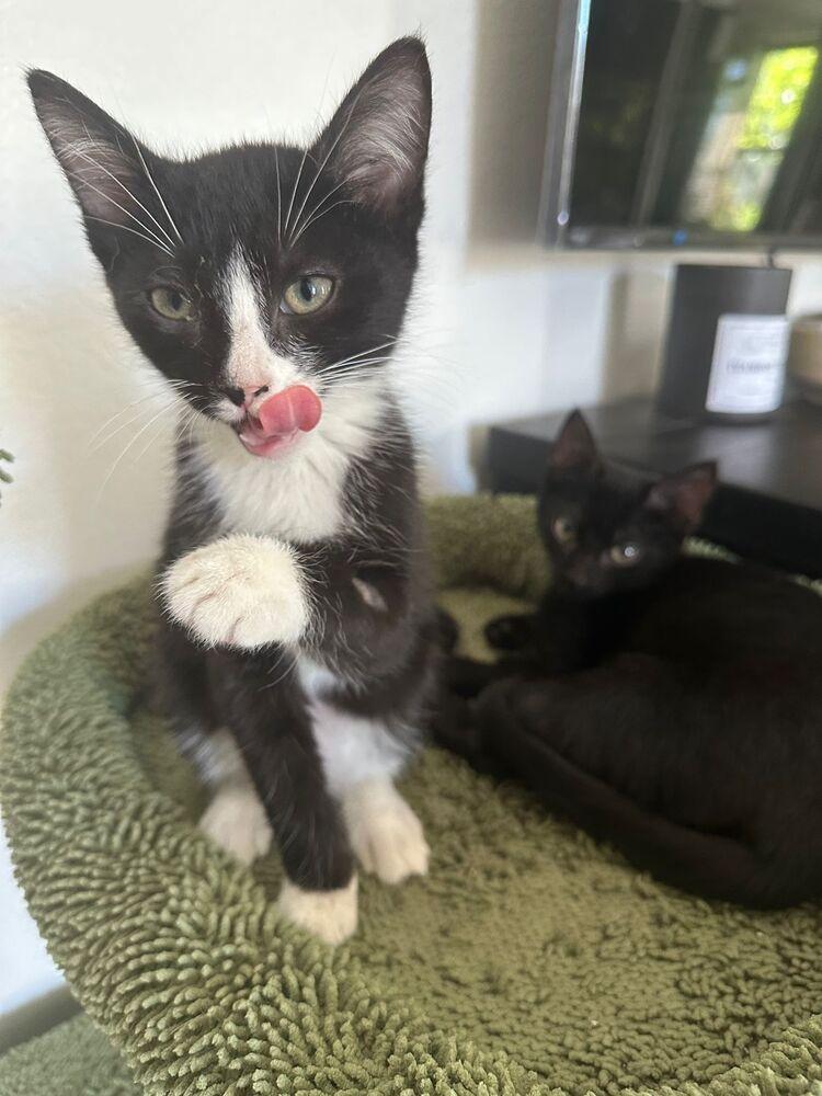 Enlarge Fred, a Adoptable Domestic Short Hair in Orlando, FL image 3/5