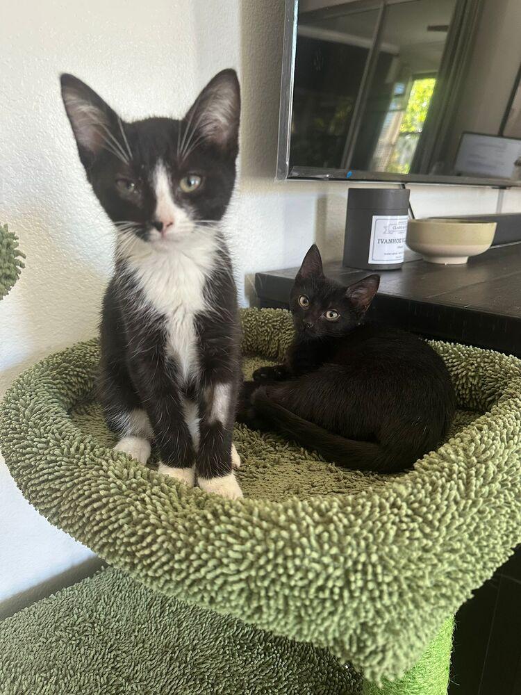 Enlarge Fred, a Adoptable Domestic Short Hair in Orlando, FL image 4/5