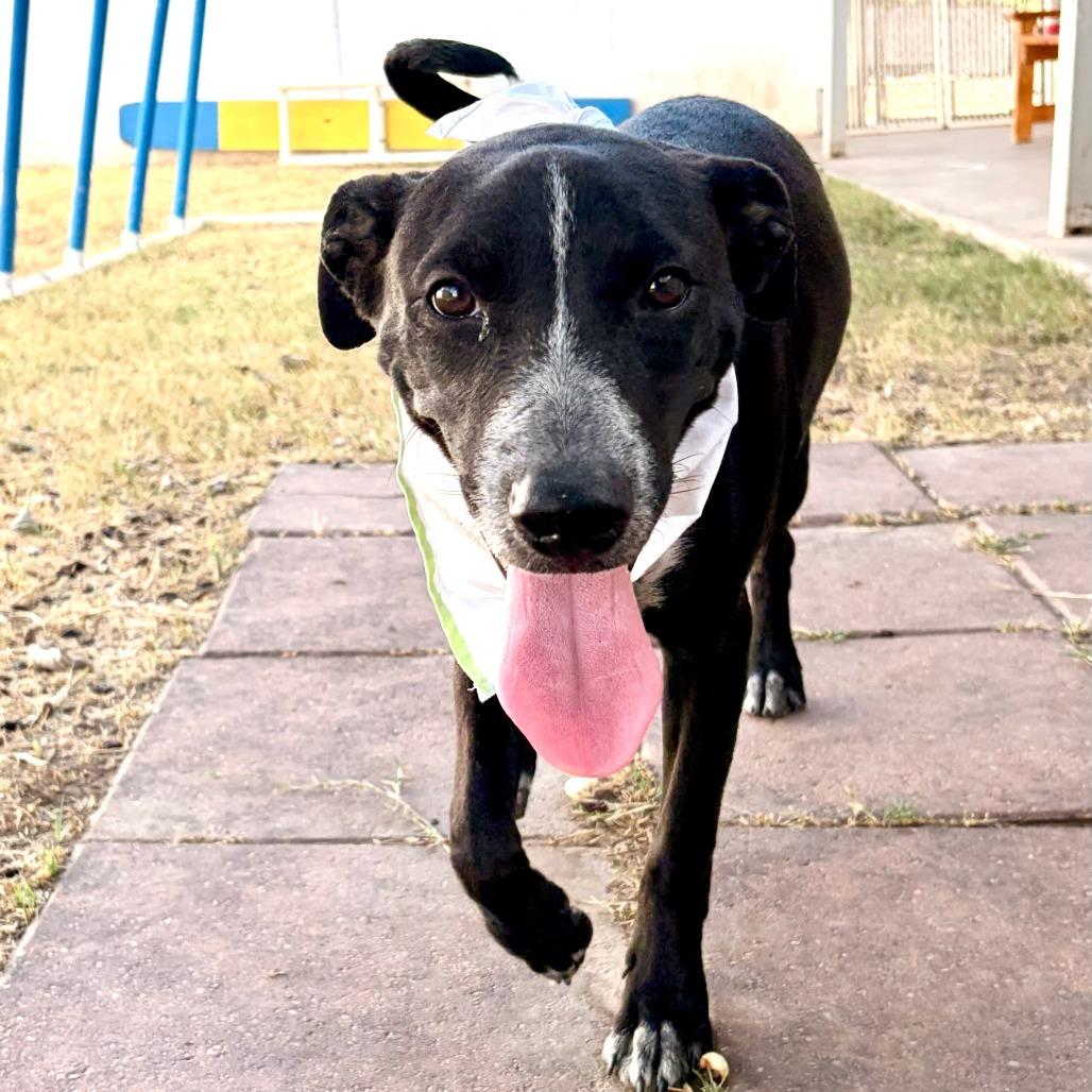 Enlarge Sebastian, a Adoptable mixed breed in Laredo, TX image 1/6
