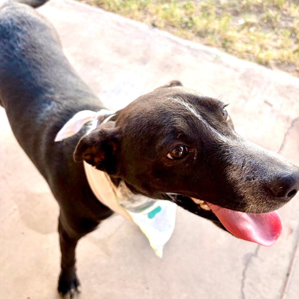 Enlarge Sebastian, a Adoptable mixed breed in Laredo, TX image 2/6