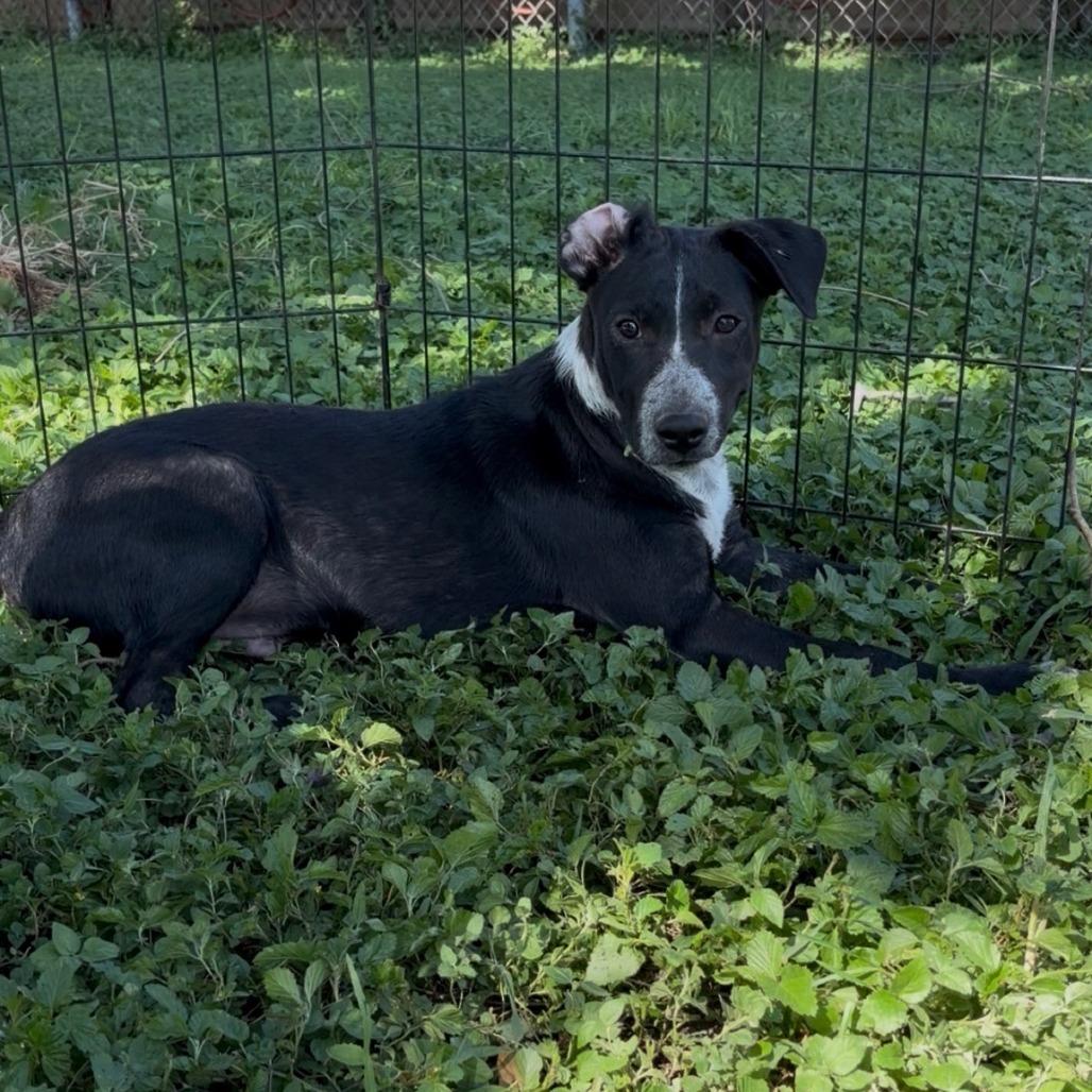 Enlarge Sebastian, a Adoptable mixed breed in Laredo, TX image 3/6