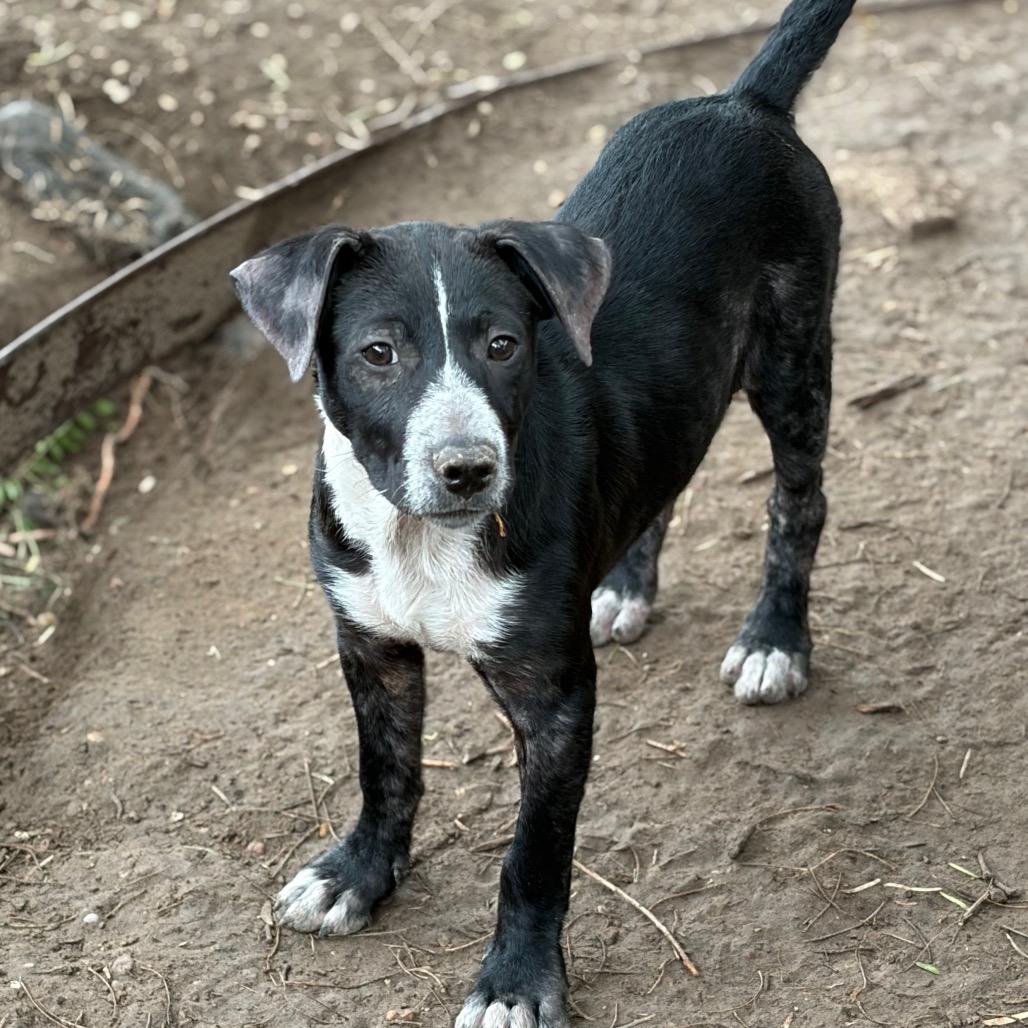 Sebastian, a Adoptable mixed breed in Laredo, TX image 1/2