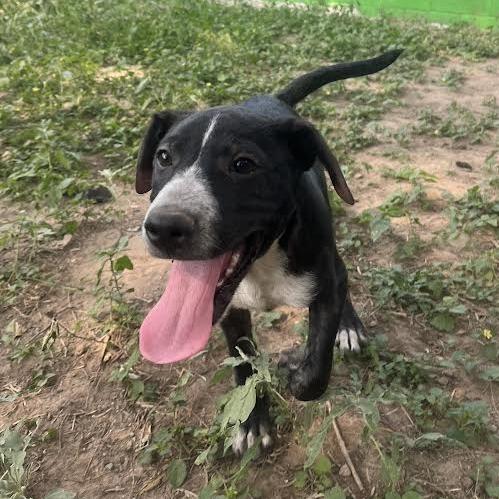 Sebastian, a Adoptable mixed breed in Laredo, TX image 2/2