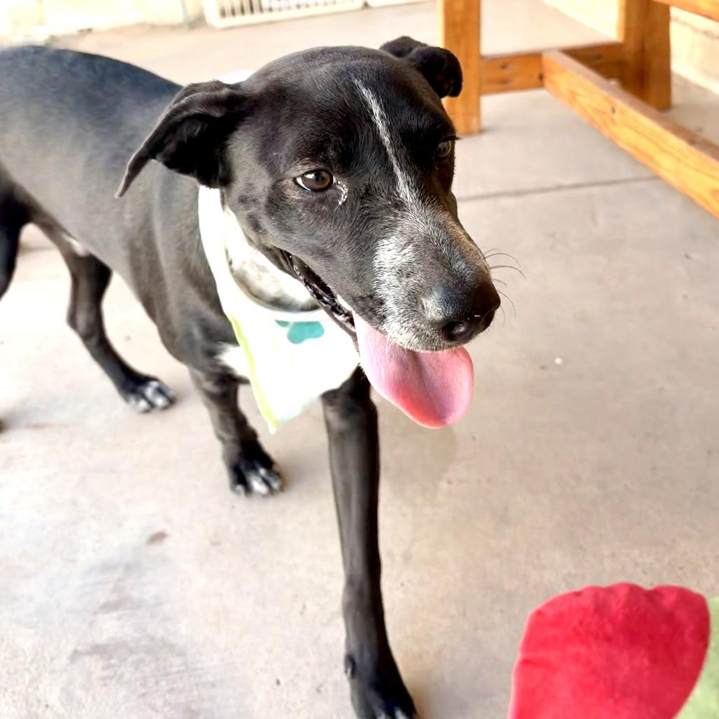 Enlarge Sebastian, a Adoptable mixed breed in Laredo, TX image 6/6