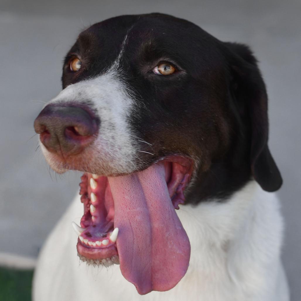 Shadow, Adoptable, Adult Male Pointer & Great Pyrenees.