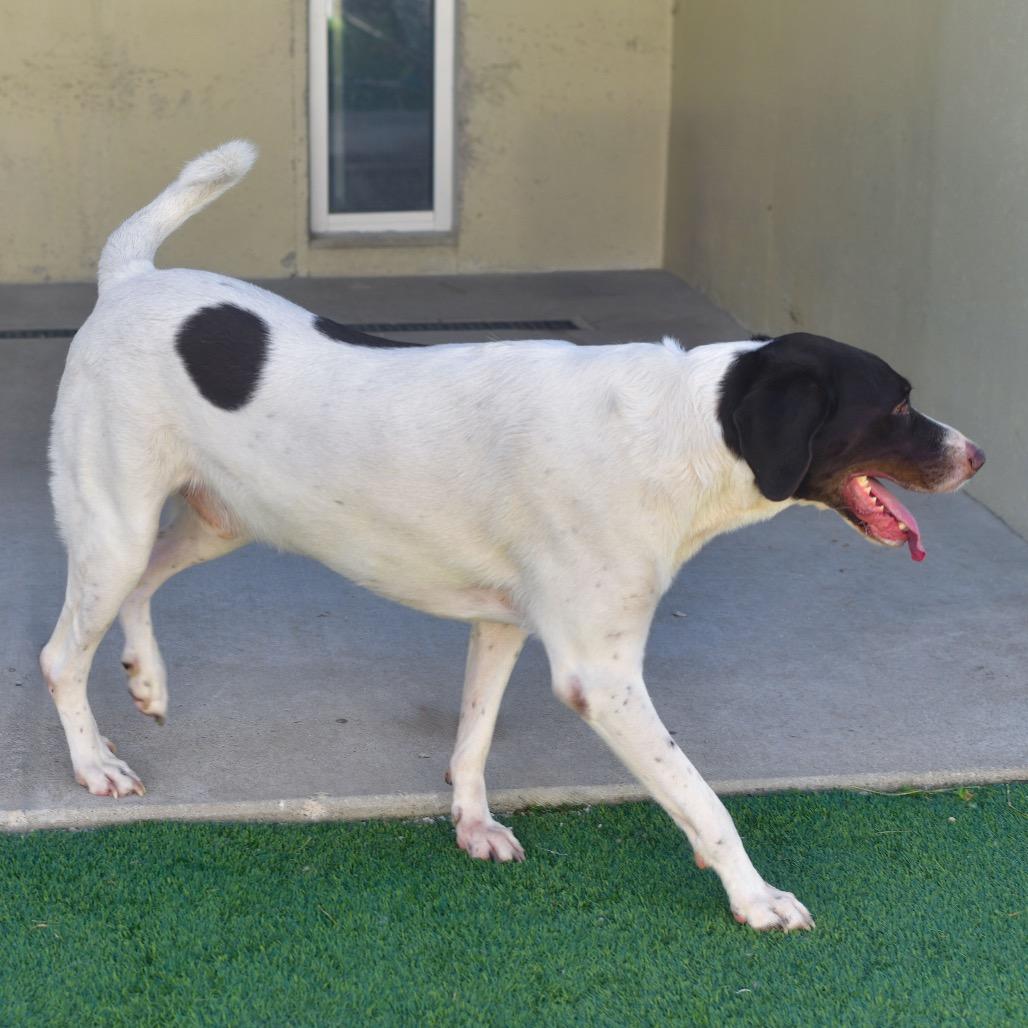 Shadow, a Adoptable mixed breed in Ottawa, KS image 2/2