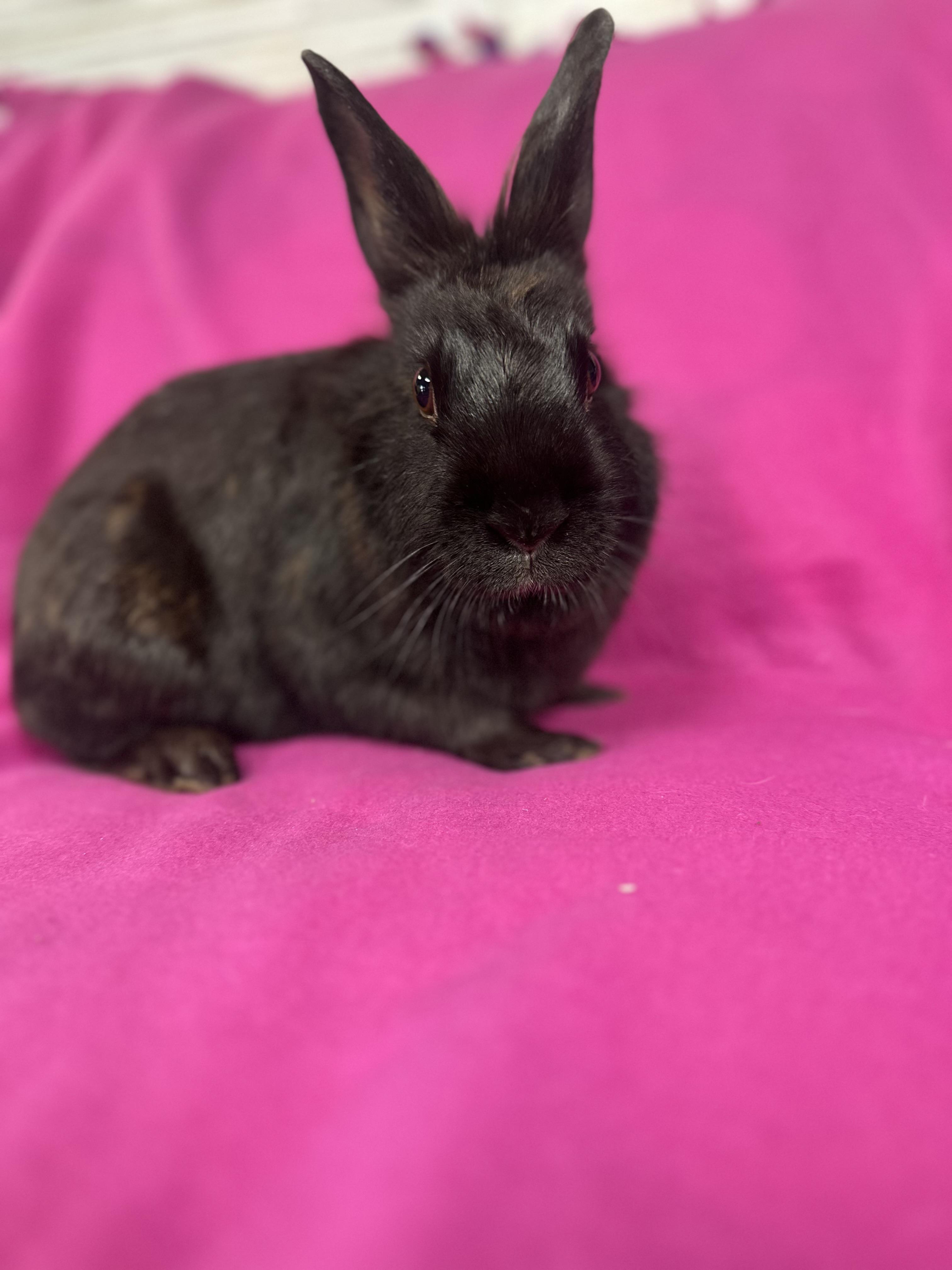 Daisy, Adoptable, Adult Female Lionhead.