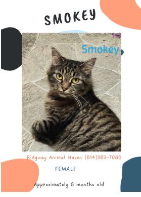 Smokey, Adoptable, Adult Female American Shorthair.
