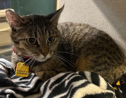 Demi- BONDED TO CHAR, Adoptable, Adult Female Domestic Short Hair.