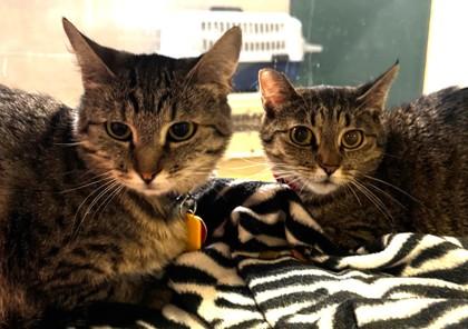 Enlarge Demi- BONDED TO CHAR, a Adoptable Domestic Short Hair in Stanwood, WA image 2/2