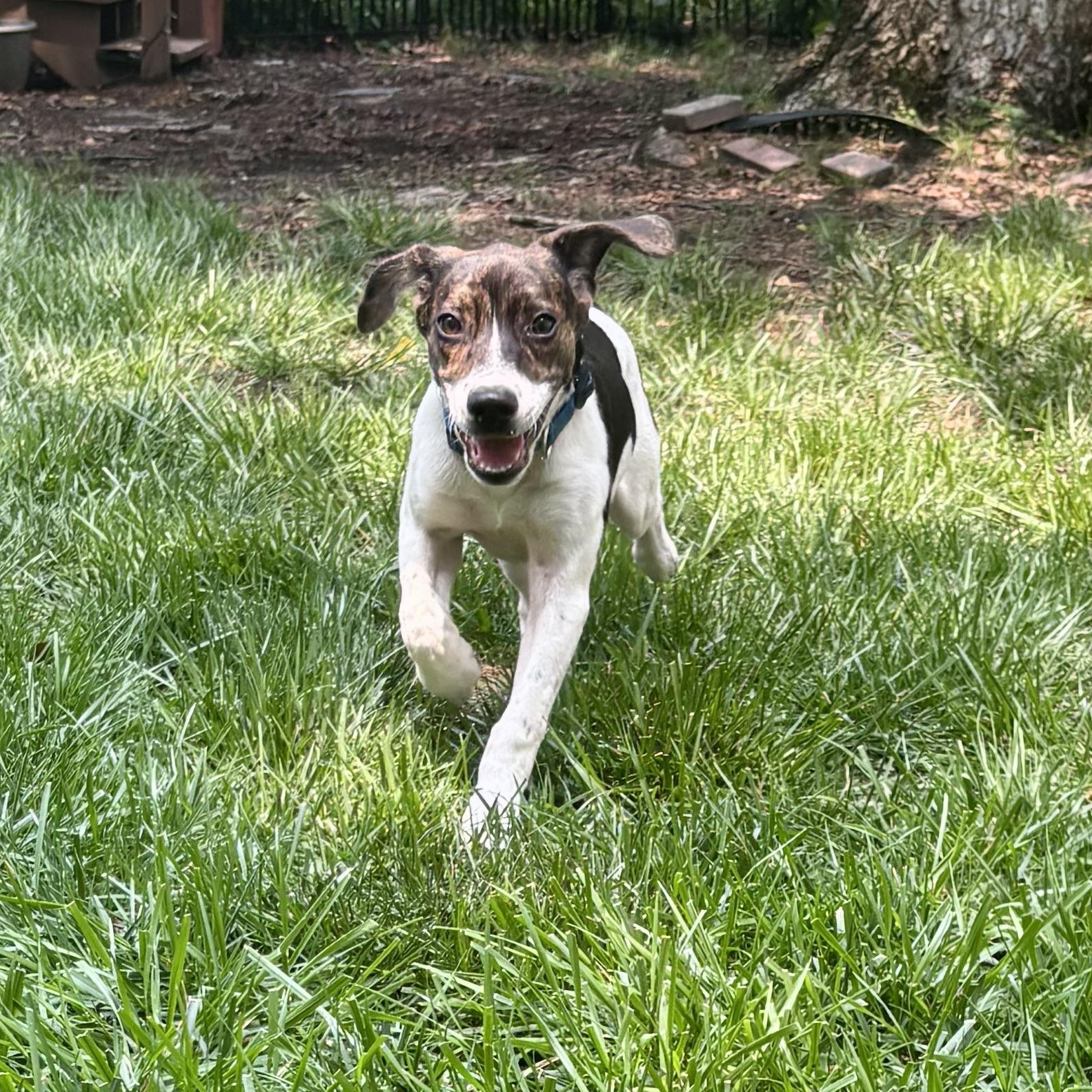 Johnny, a ADOPTABLE mixed breed in Richmond, VA image 6/6