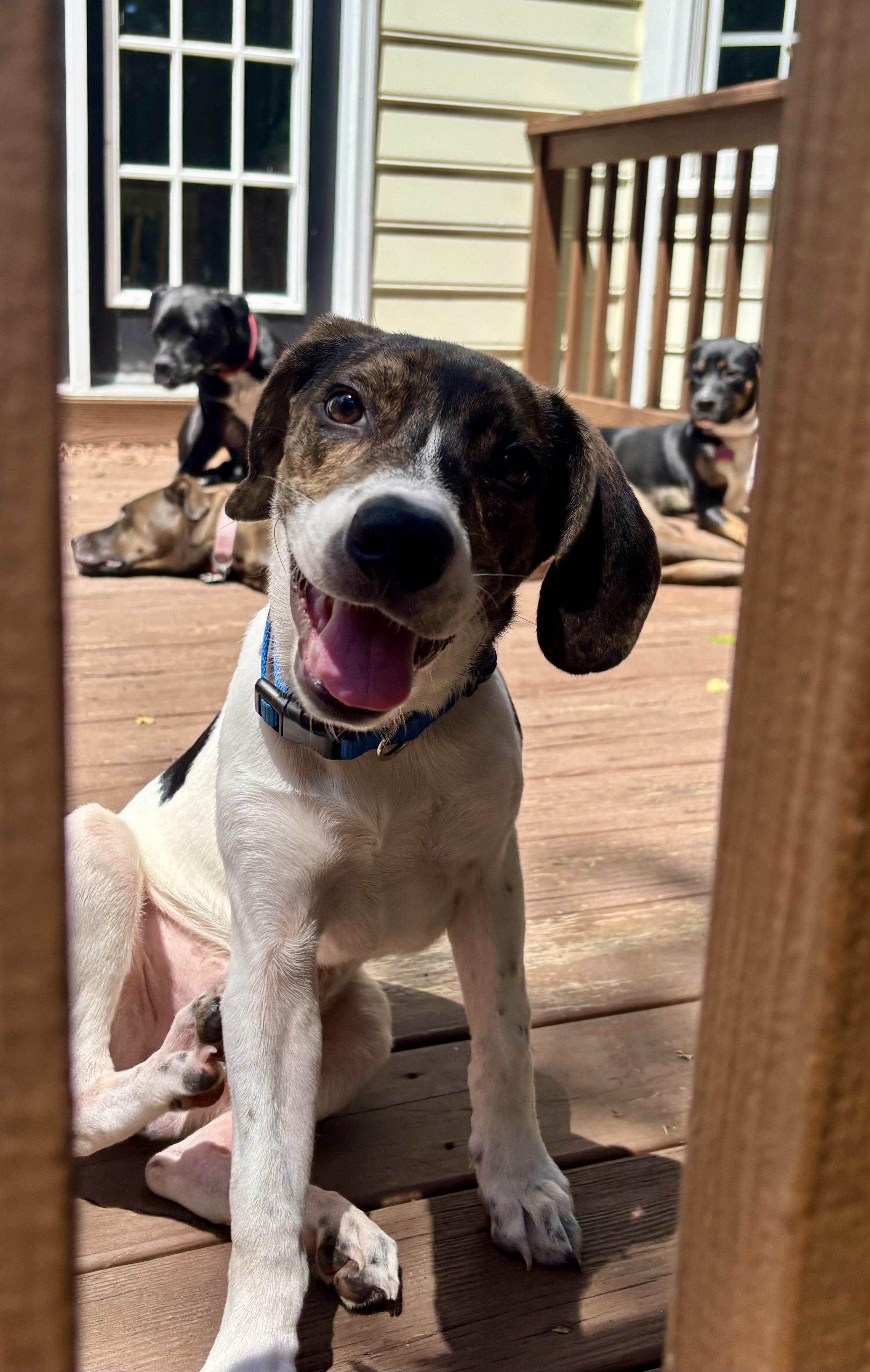 Johnny, a ADOPTABLE mixed breed in Richmond, VA image 1/6