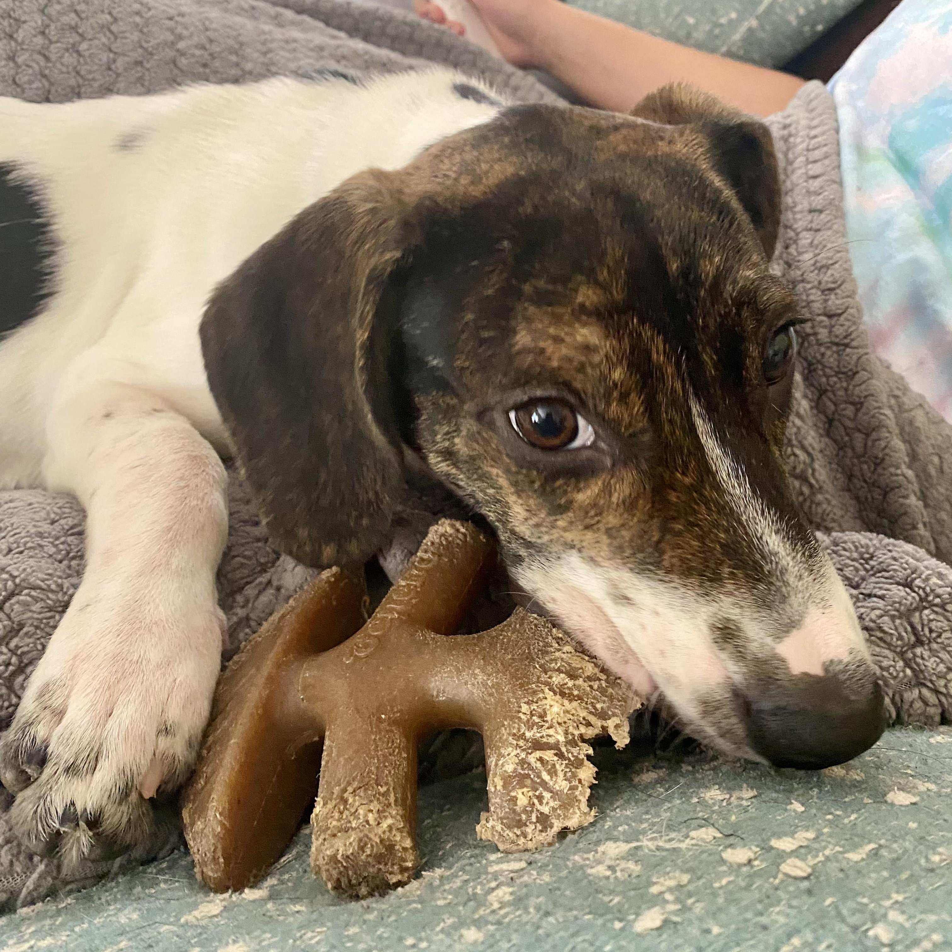 Johnny, a ADOPTABLE mixed breed in Richmond, VA image 5/6