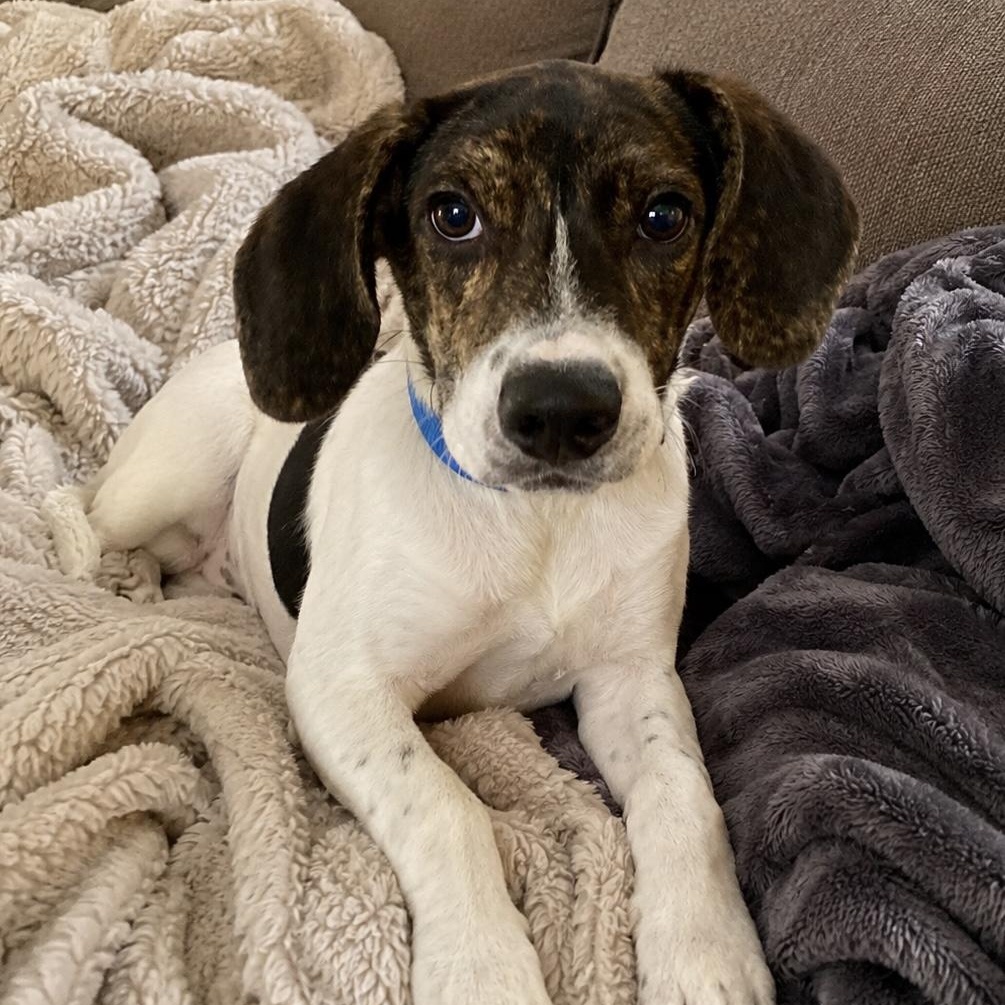 Johnny, a ADOPTABLE mixed breed in Richmond, VA image 3/6