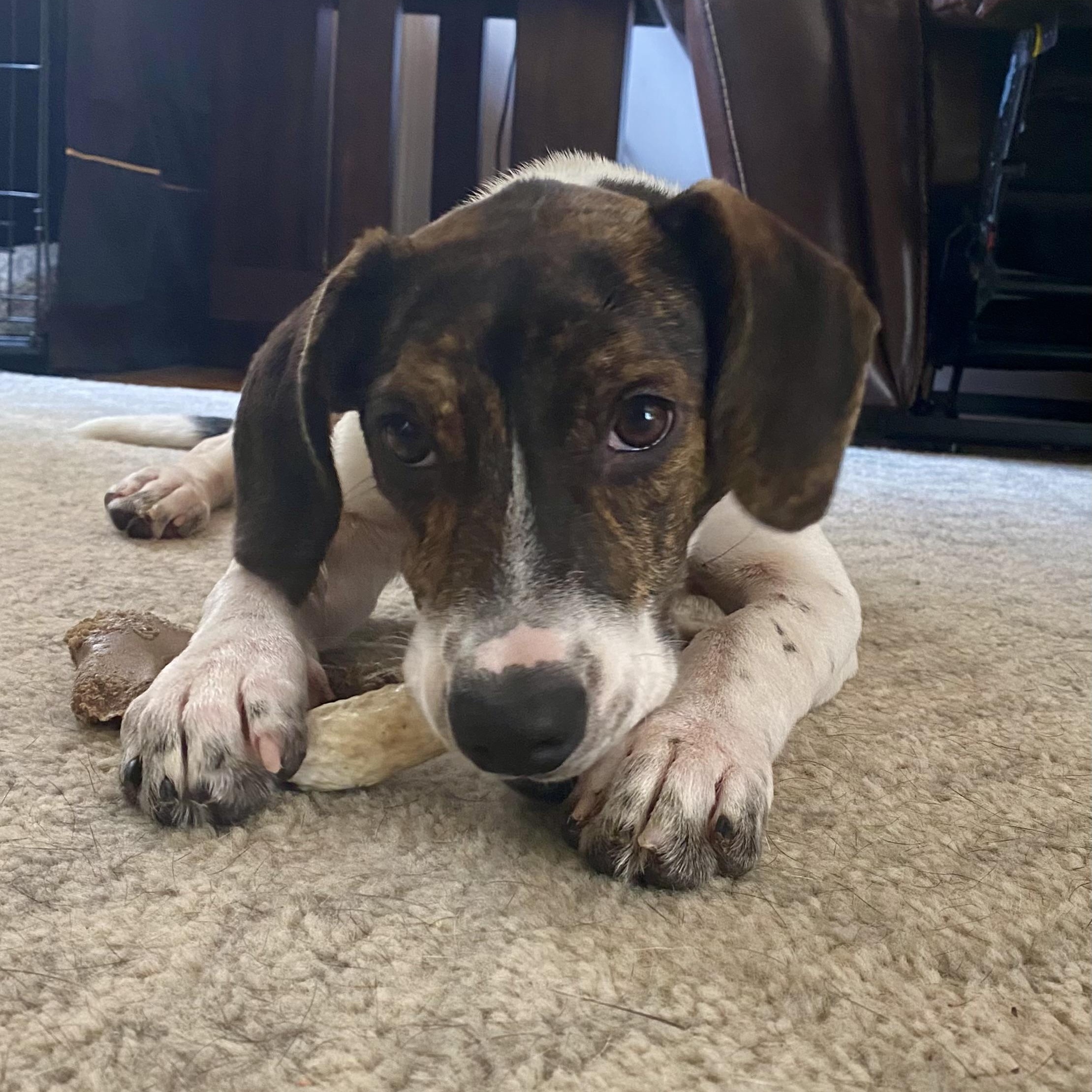 Johnny, a ADOPTABLE mixed breed in Richmond, VA image 2/6