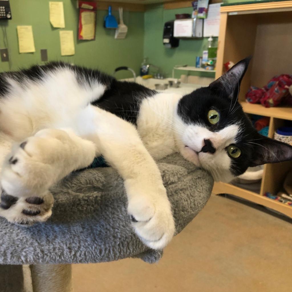 Amelia #23-172, Adoptable, Senior Female Domestic Short Hair.