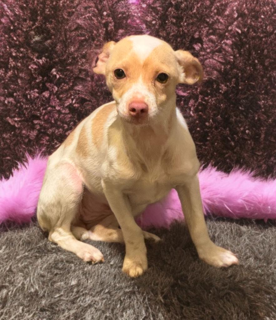 Hannah, Adoptable, Young Female Jack Russell Terrier & Chihuahua.
