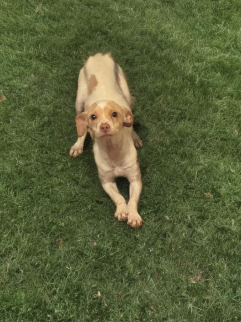 Hannah, a Adoptable mixed breed in San Antonio, TX image 4/5