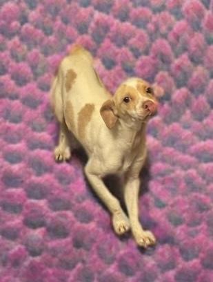 Hannah, a Adoptable mixed breed in San Antonio, TX image 5/5