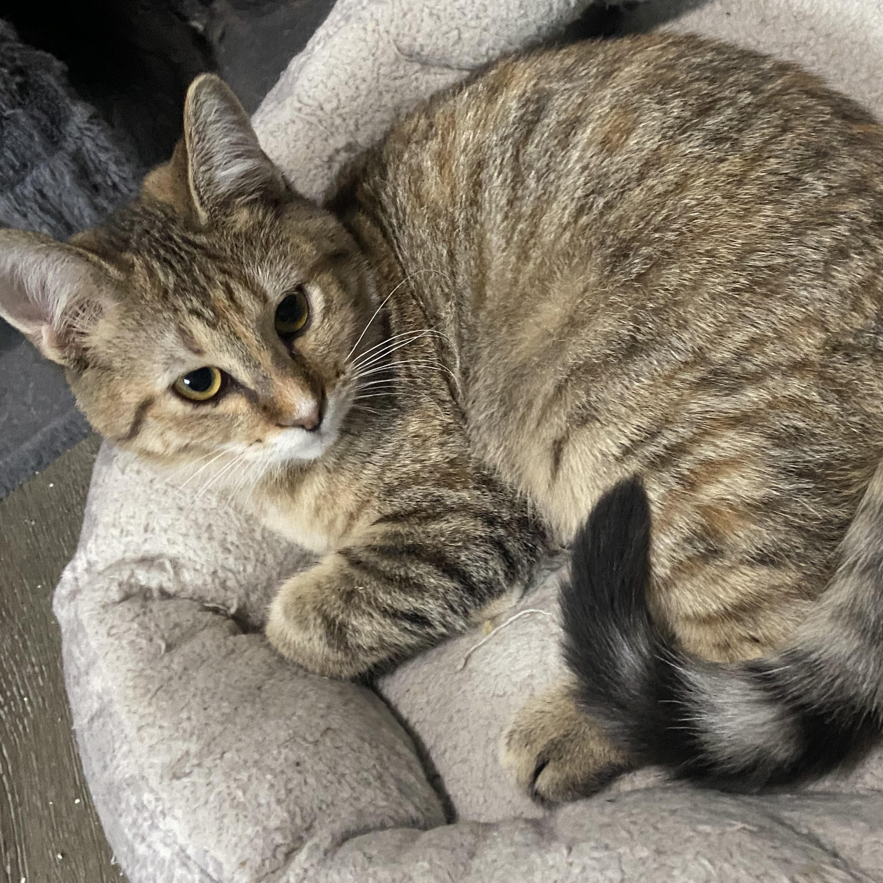 Enlarge Gloria & Gia, a Adoptable Domestic Short Hair in Saint Francis, MN image 1/4