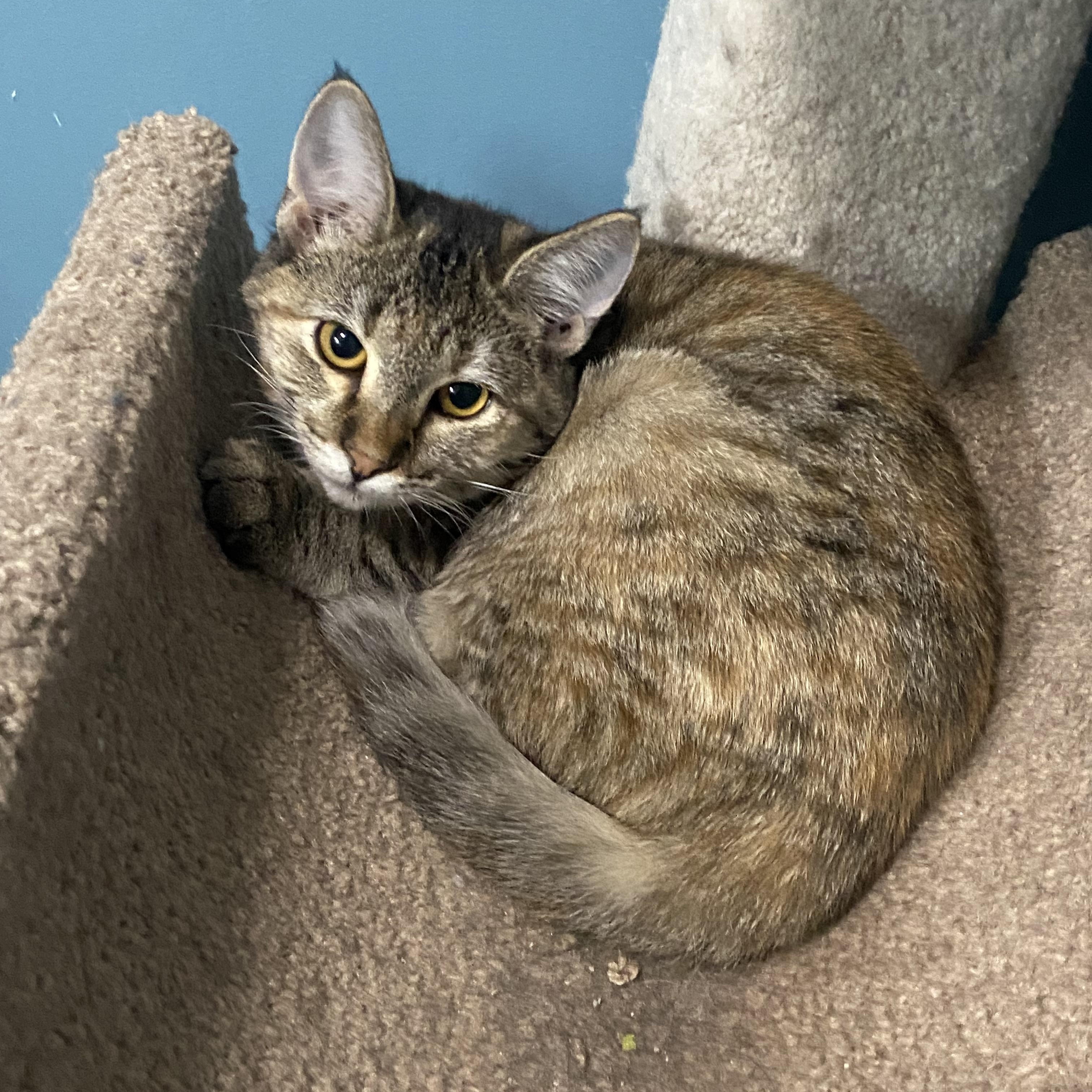 Enlarge Gloria & Gia, a Adoptable Domestic Short Hair in Saint Francis, MN image 3/4