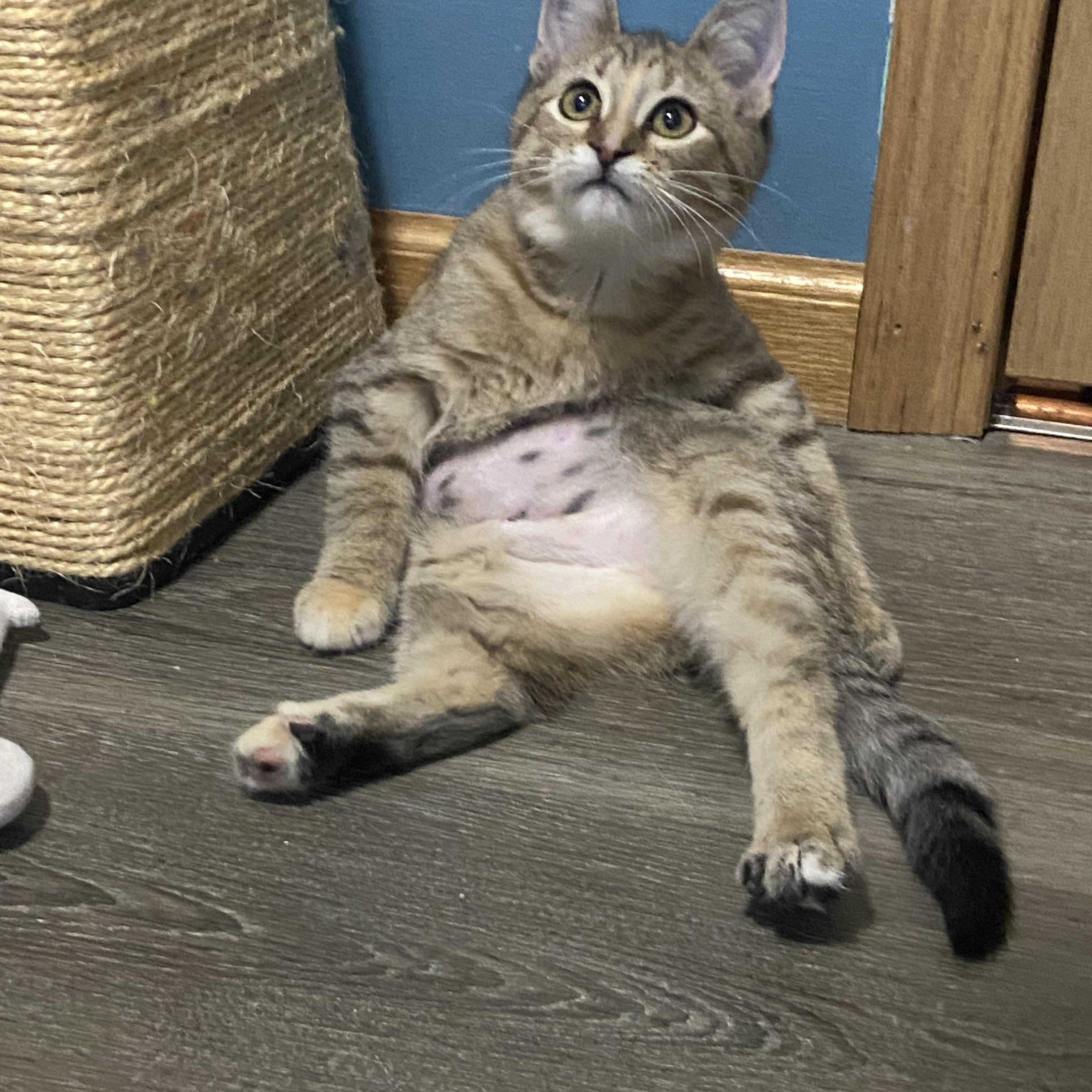 Enlarge Gloria & Gia, a Adoptable Domestic Short Hair in Saint Francis, MN image 2/4