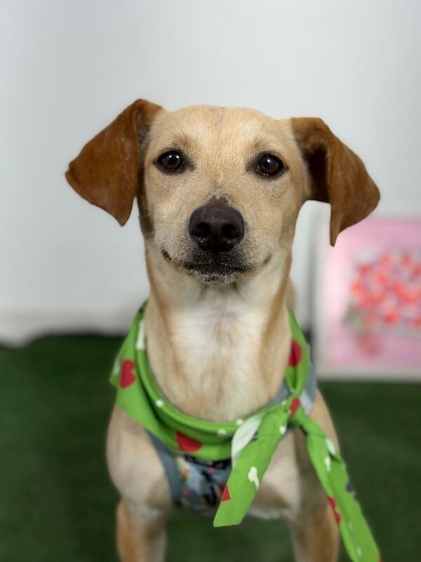Hudson-One of our Amazing Rescue Dogs photo