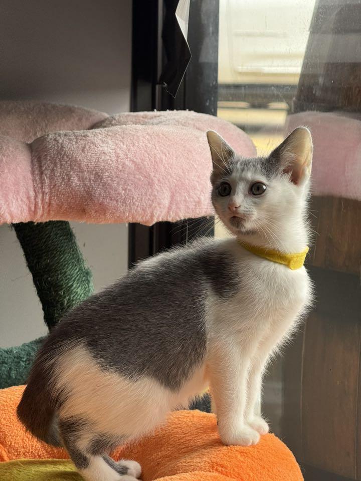 Enlarge Johnna, a Adoptable Domestic Short Hair in Paducah, KY image 2/3