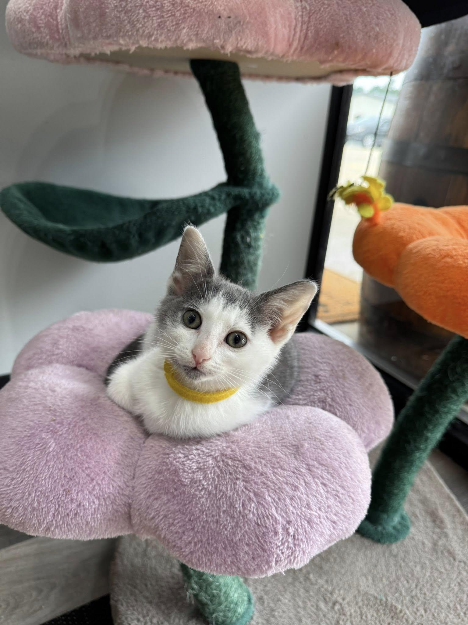 Enlarge Johnna, a Adoptable Domestic Short Hair in Paducah, KY image 1/3