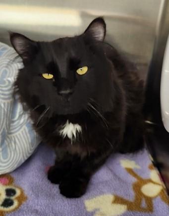 Kylo, Adoptable, Adult Male Domestic Long Hair.