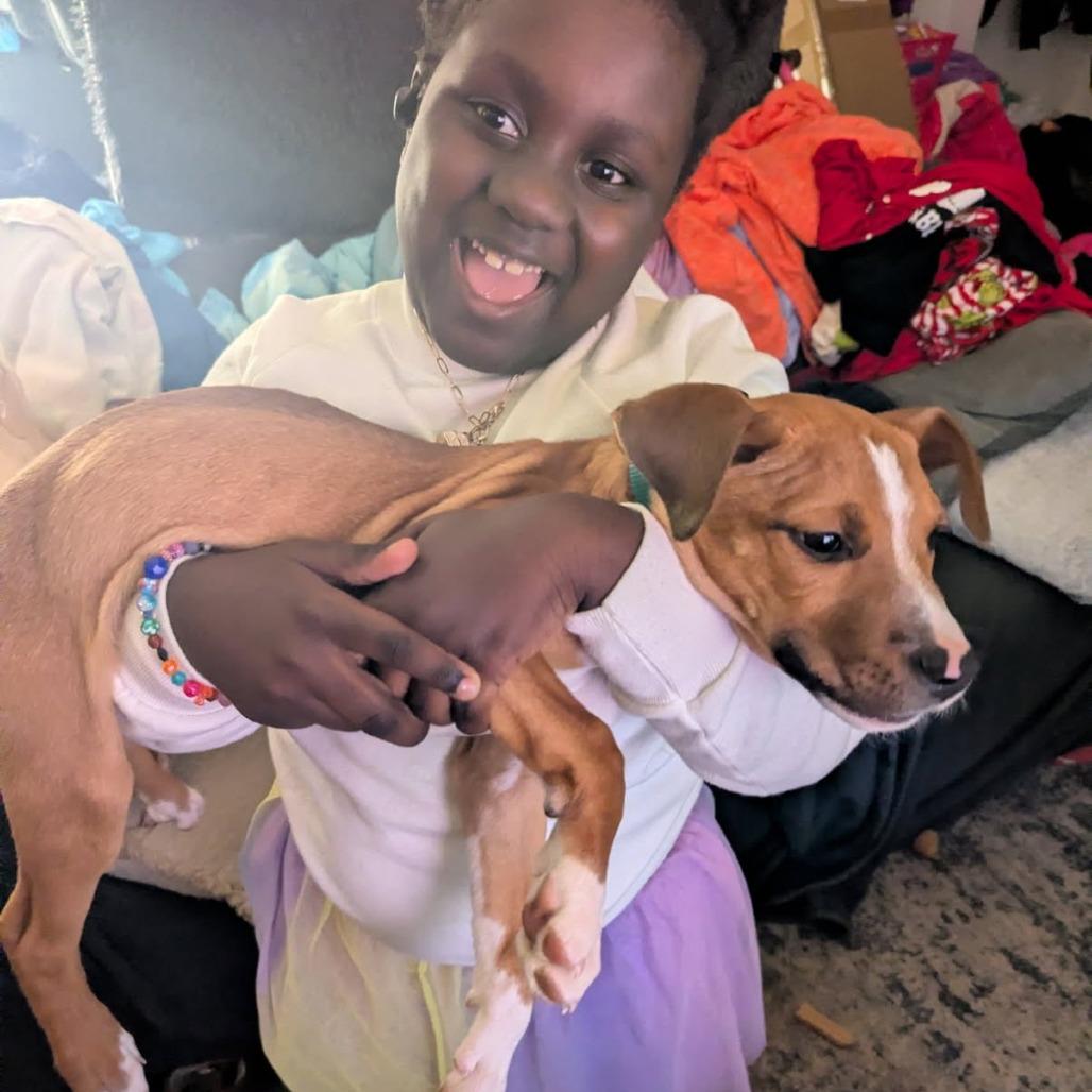 Tarzan (Foster), Adoptable, Puppy Male Pit Bull Terrier.