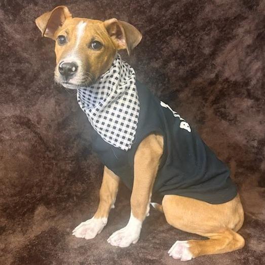 Enlarge Tarzan (Foster), a Adoptable Pit Bull Terrier in Belleville, IL image 3/6