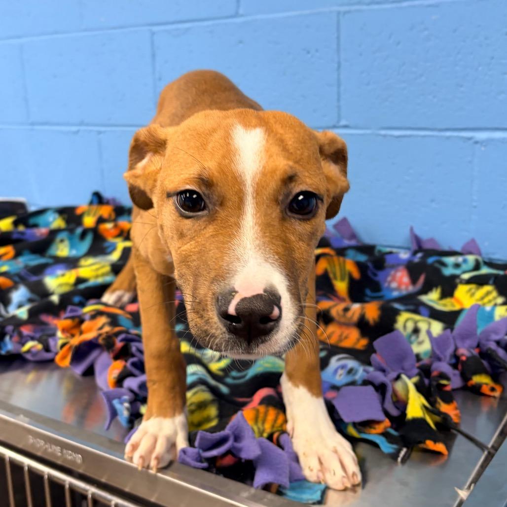 Enlarge Tarzan (Foster), a Adoptable Pit Bull Terrier in Belleville, IL image 5/6