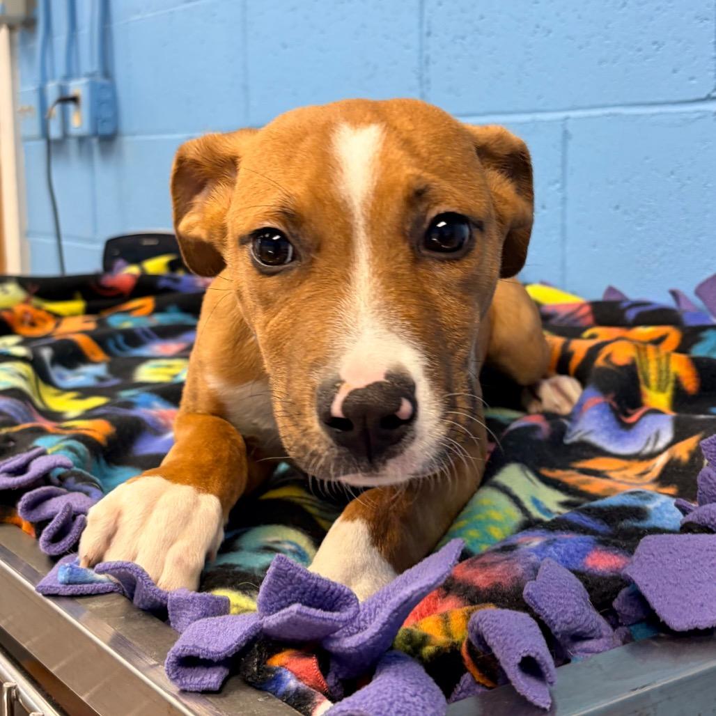 Enlarge Tarzan (Foster), a Adoptable Pit Bull Terrier in Belleville, IL image 6/6