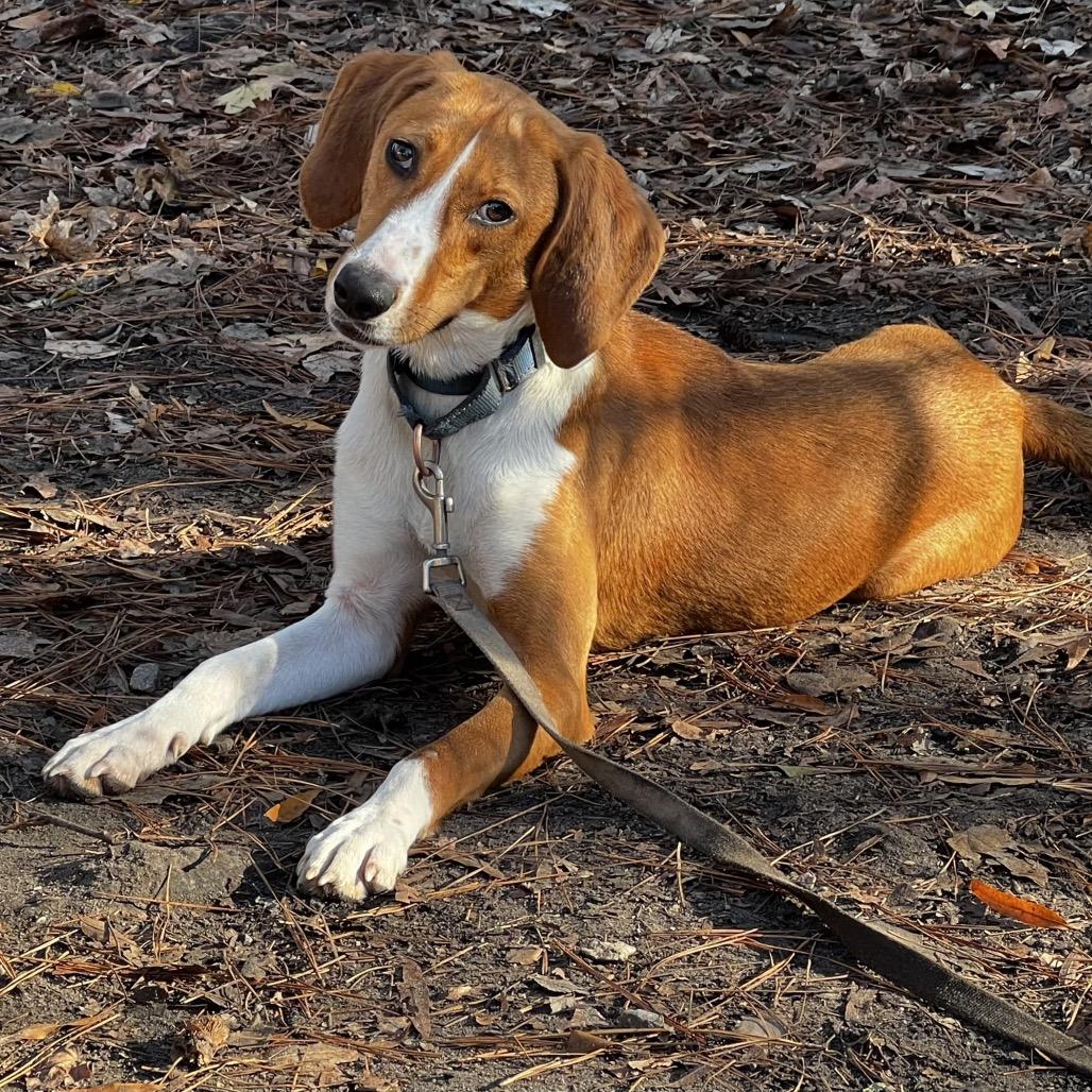 Enlarge Dottie, a Adoptable mixed breed in Summerville, SC image 1/5
