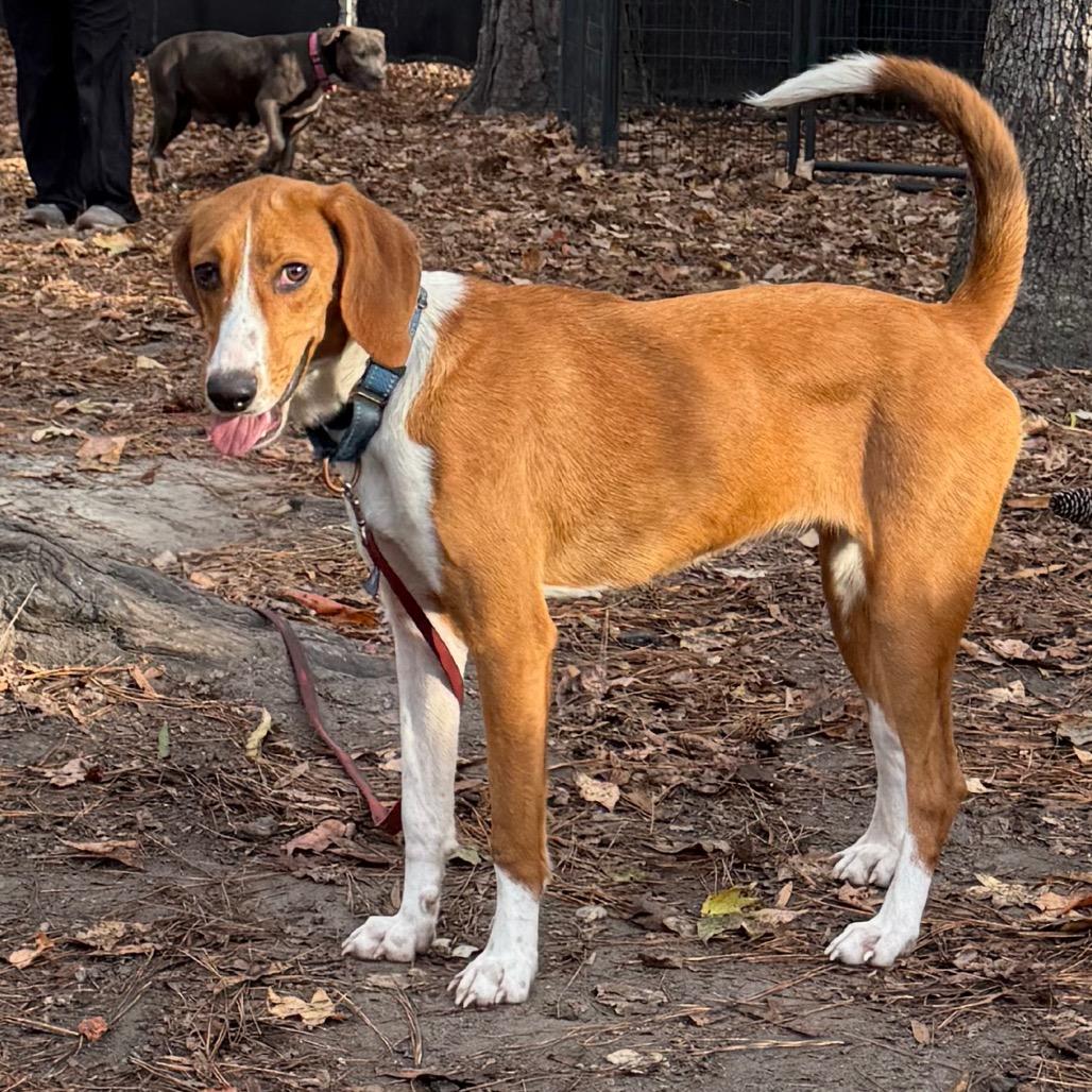Enlarge Dottie, a Adoptable mixed breed in Summerville, SC image 4/5