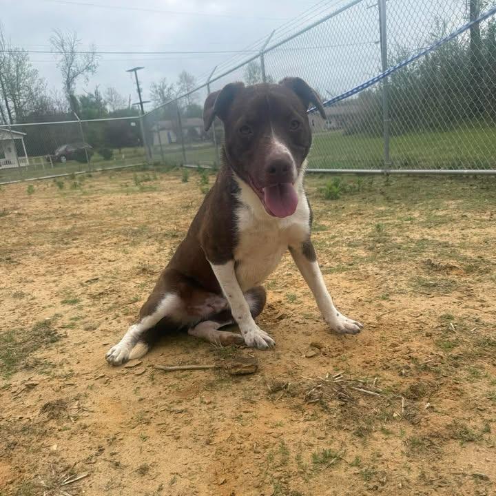 Chip 042901, a Adoptable mixed breed in Amory, MS image 2/6